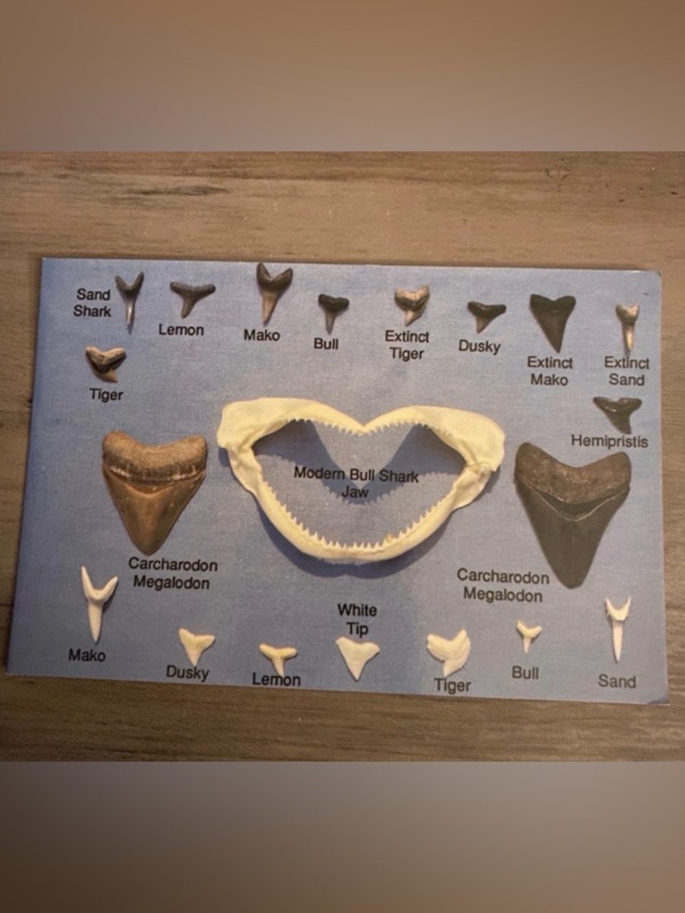 Vintage Shark Teeth postcard